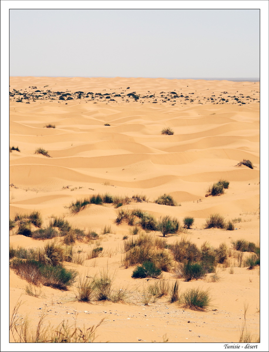Sahara